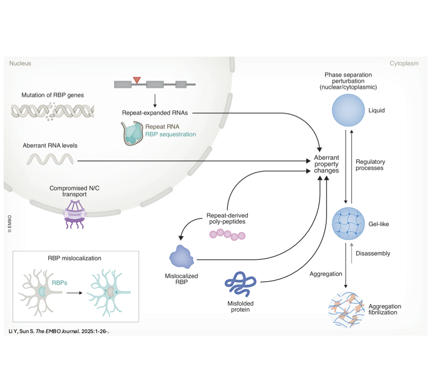 RNA metabolism dysfunction and RNA-targeting therapeutics in neurodegeneration Featured Image